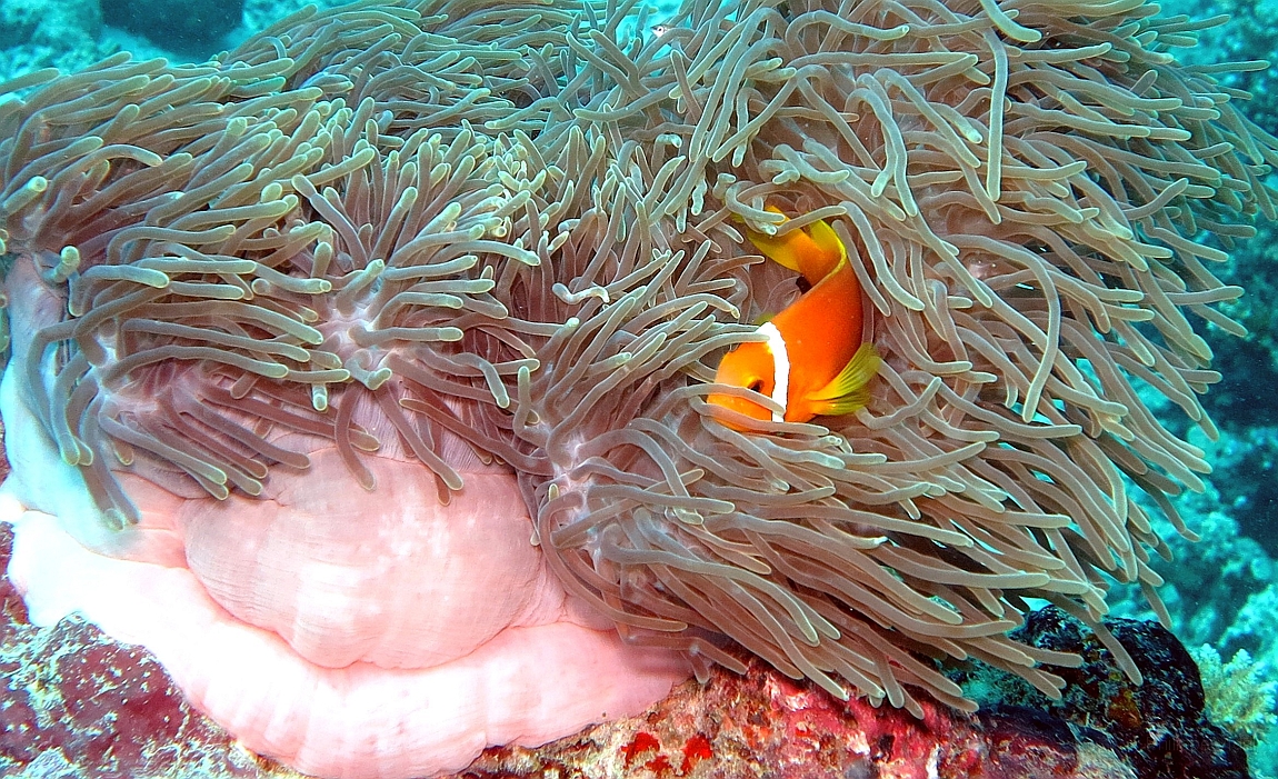 IMG_1090rf_Maldives_Madoogali_Plongee 11_Donagali thila_Poisson clown des maldives_Amphiprion nigripes.jpg